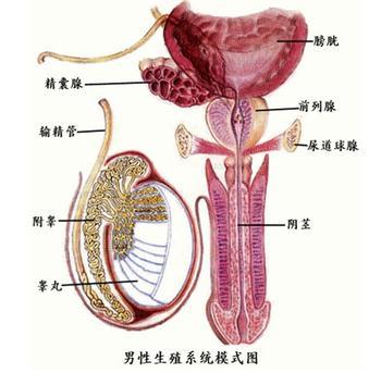 精囊炎