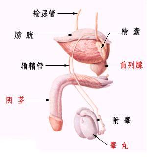 阴茎无法勃起是什么原因